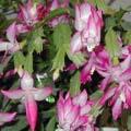 Cactus de Noël - Epiphyllum - Schlumbergera
