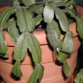 Cactus de Noël - Epiphyllum - Schlumbergera