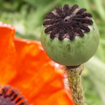 La naissance d'une fleur de pavot La naissance d'une fleur de pavot