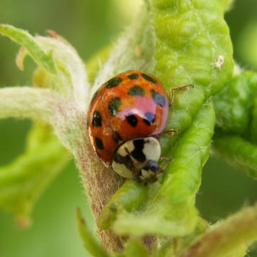 Différences entre les coccinelles asiatiques et européennes Différences entre les coccinelles asiatiques et européennes