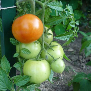 Quels l�gumes semer ou planter en juillet au jardin?