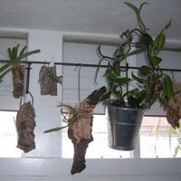  Racines a�riennes et orchid�es �piphytes
