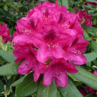 Bouturer le rhododendron