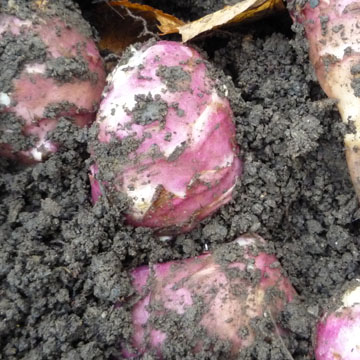 Novembre : fruits et l�gumes de saison