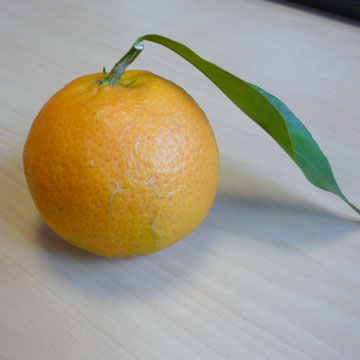 D�cembre : fruits et l�gumes de saison