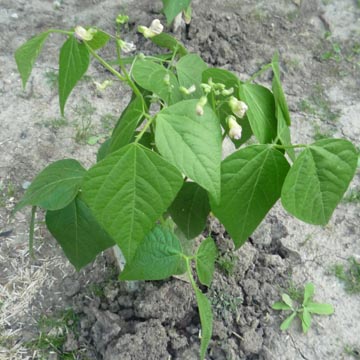 L�gumes : temps des lev�es des semis et temps n�cessaire avant les r�coltes