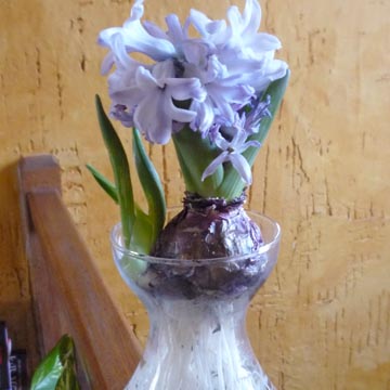 For�age d'un bulbe de jacinthe