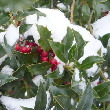 Neige au jardin : les bons gestes
