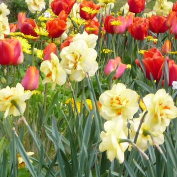 Plantation de bulbes de narcisse 'Rip Van Winkle'