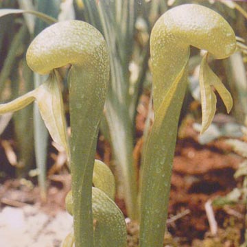 Le darlingtonia, une plante carnivore                                                                                                                               