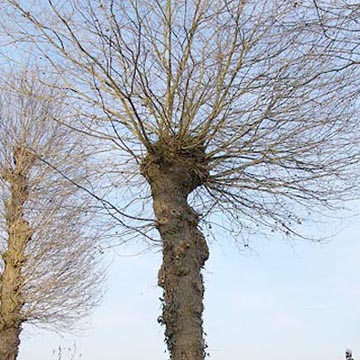 Arbre t�tard ou trogne (FCPN)