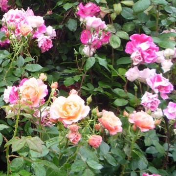 Quand tailler les arbustes � fleurs ?
