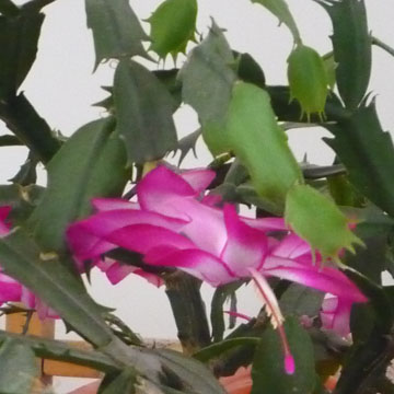 Bouturer le cactus de No�l