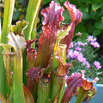 Faire une tourbi�re de plantes carnivores