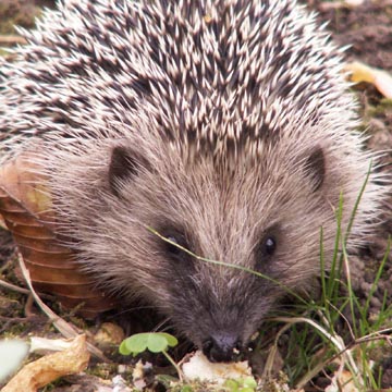 Un hérisson dans le jardin Un hérisson dans le jardin