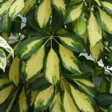 Plantes dépolluantes : efficaces ou pas ?
