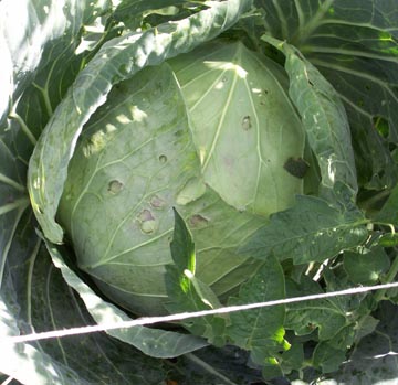 Quels l�gumes semer ou planter en f�vrier au jardin ?