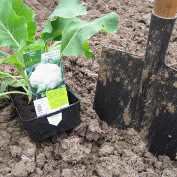 Superior Comment Nettoyer Un Chou Fleur #5: 386_plantation_de_choux_fleurs.jpeg Superior Comment Nettoyer Un Chou Fleur #5: 386_plantation_de_choux_fleurs.jpeg