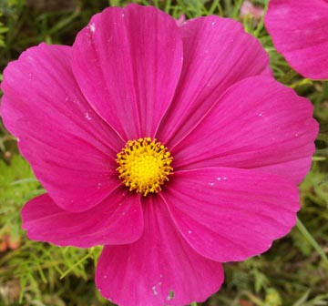 Quelles fleurs semer ou planter en avril au jardin ?