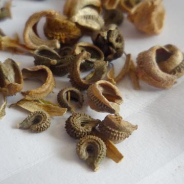 Ou acheter ses graines de fleurs, l�gumes, aromatiques et gazon ?