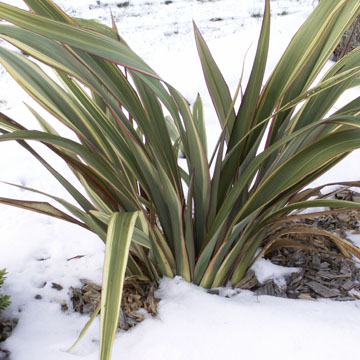 D�cembre - Gestes et travaux de saison au jardin