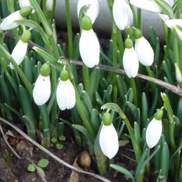 F�vrier - Gestes et travaux de saison au jardin