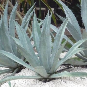 Plantes qui r�sistent � la s�cheresse