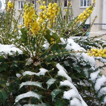 Arbustes d�coratifs en hiver (fleurs, baies et �corces)