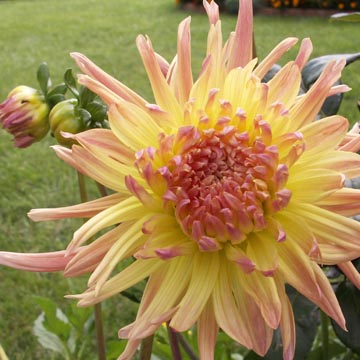 Bulbes d'�t� � planter au jardin en avril-mai
