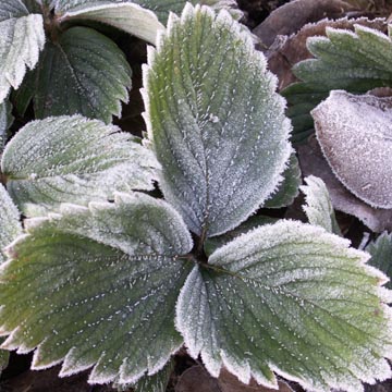 Les saints de glace