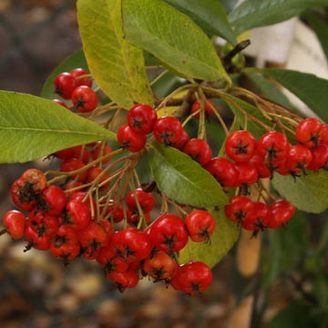 Plantation d'une haie d�fensive de pyracanthas