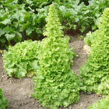 La r�colte de graines de l�gumes et condimentaires au jardin