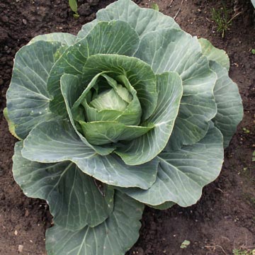 L�gumes d'automne et d'hiver
