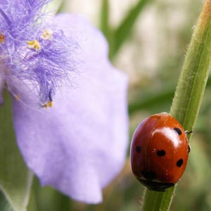 Coccinelle europ�enne