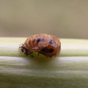 M�tamorphose de la larve