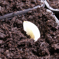 La plantation des �cailles