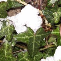 La neige dans mon jardin :