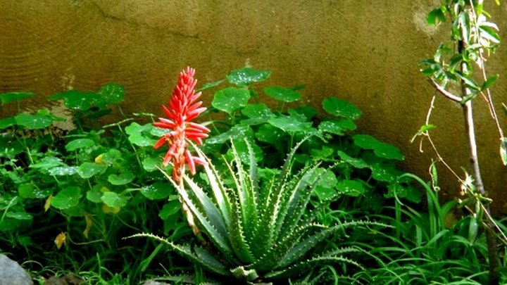 Aloes