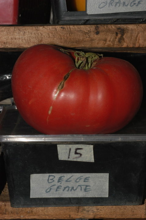 Belge geante