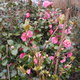 Fleurs de mars et avril 2018
