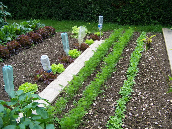 Carotte de colmar radis serise et salade