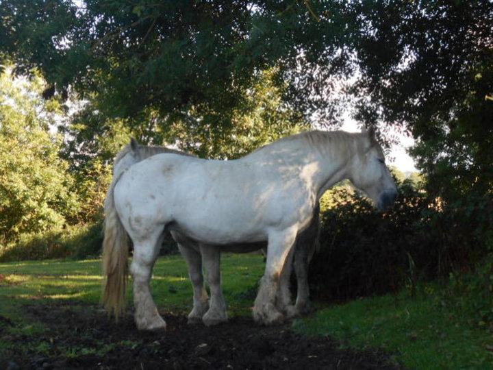 Chevaux blancs