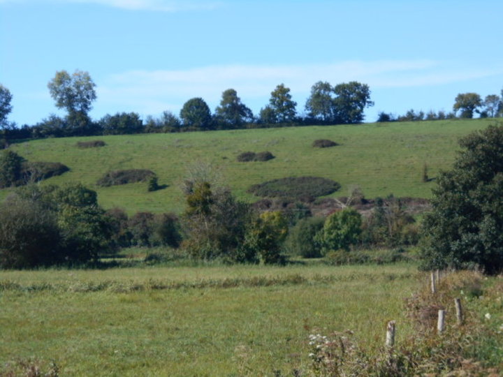 Colline