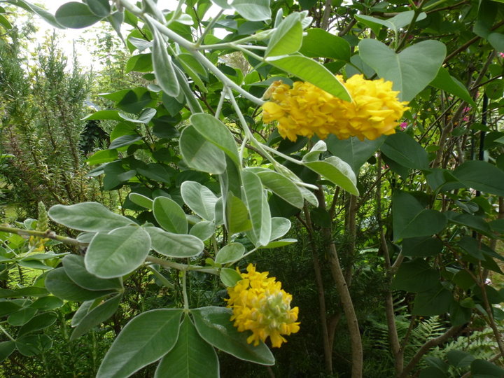 Cytise battandieri