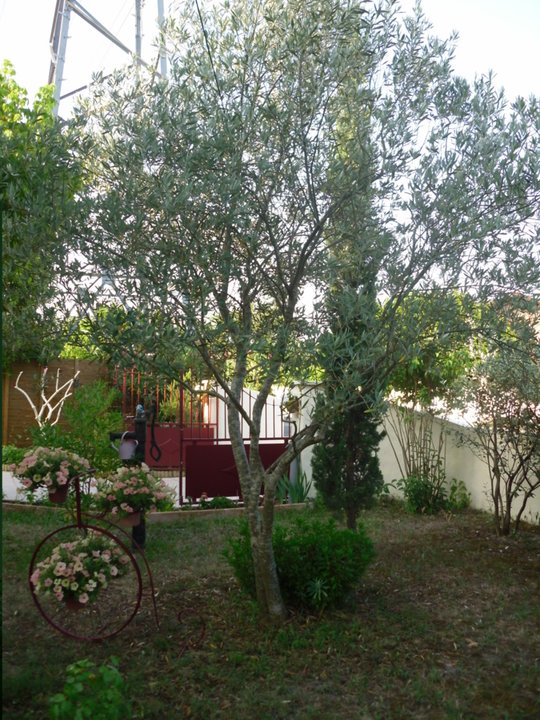Eté 2015 Olivier