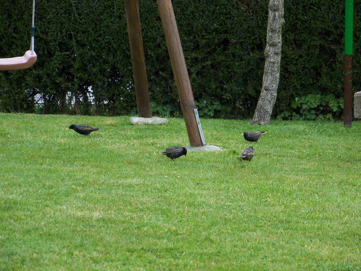 Etournaux