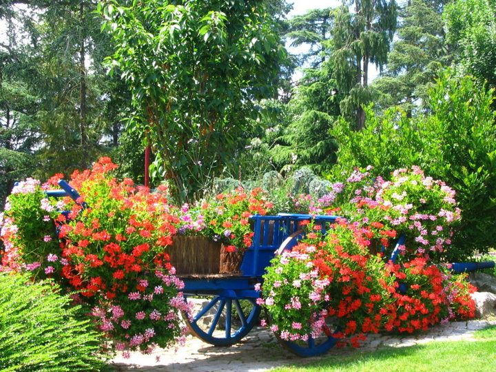 Fleurs d'été