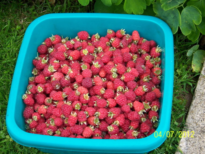 Framboise