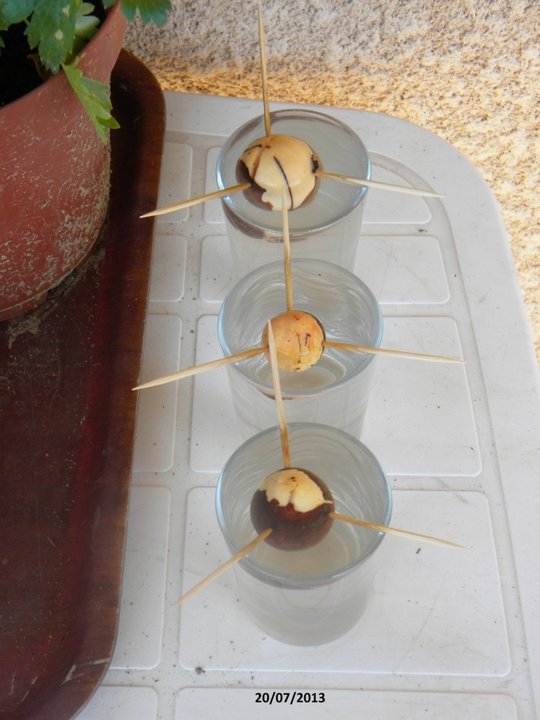 Germination noyaux avocats