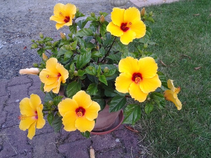 hibiscus 2000 l720 h720